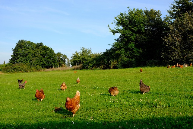 chicken-2684029_640