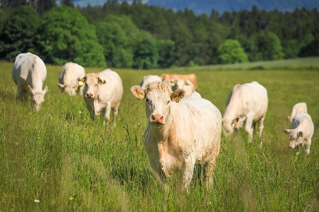 cows-8114279_640