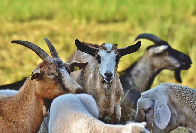 goat-4396220_640